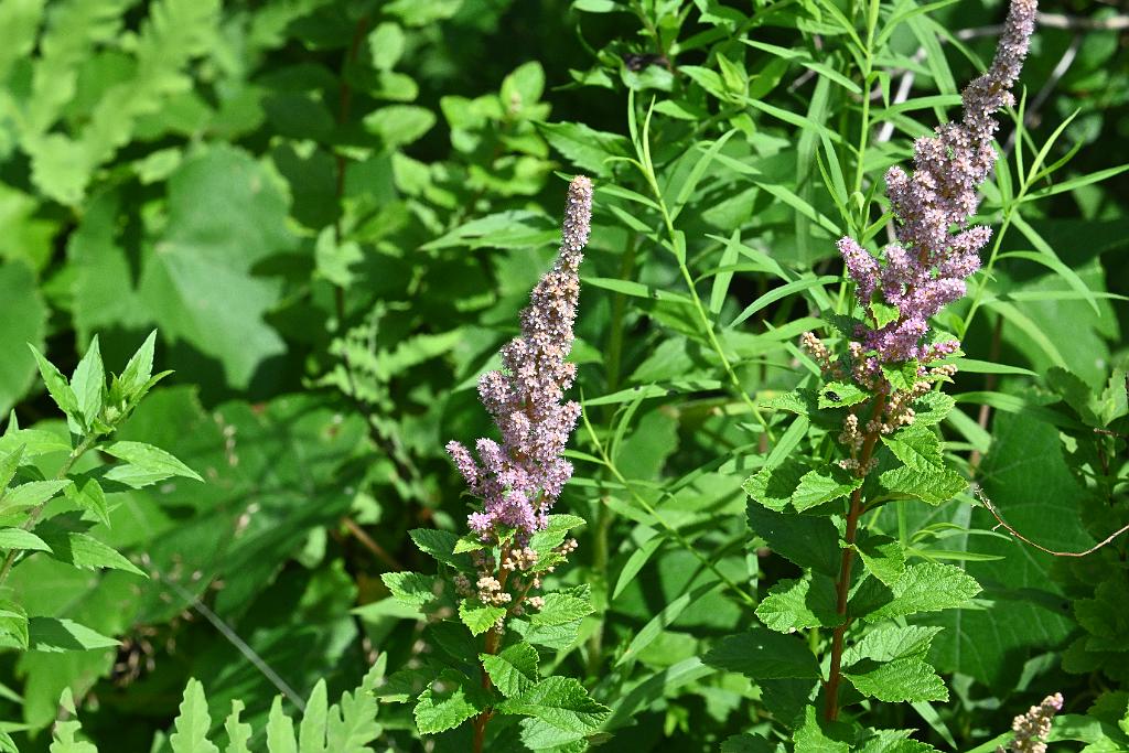 2025-07199735 Tower Hill Botanic Garden, MA.JPG - Steeplebush (Spiraea tomentosa). New England Botanic Garden at Tower Hill, MA, 7-19-2025
